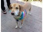 Adopt JAXSON a Shepherd Labrador Retriever