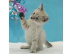 Adopt Crunch a Cream or Ivory (Mostly) Domestic Shorthair (short