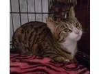 Adopt Candy a Domestic Short Hair