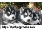Excellent Siberian Huskies Puppies For Sale