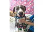 Adopt Ariah a Pit Bull Terrier