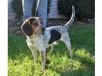 Adopt Quincy Jones a Tricolor (TanBrown and Black and White) Bea