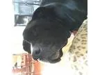 Adopt Biggee a Black Labrador Retriever Boxer