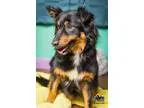Adopt Livi a Australian Shepherd