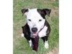 Adopt Frank a Black - with White American Staffordshire Terrier 