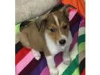 Adopt Nutmeg a Collie