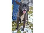 Adopt Jackal a Black - with White Border Collie  Labrador Retrie