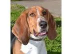Adopt Duncan a Tricolor (TanBrown and Black and White) Basset Ho
