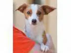 Adopt Buttercup a Jack Russell Terrier