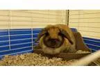Adopt Bunny a Lop Eared Mini-Lop