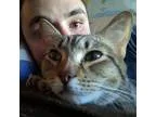 Adopt Tabbi a Brown or Chocolate (Mostly) Domestic Shorthair  Mi