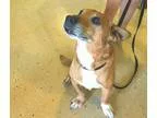 Adopt Lucius a TanYellowFawn - with White Corgi  Mixed dog in Fa