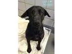 Adopt Nelly a Labrador Retriever