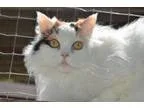 Adopt Callie a Turkish Van