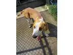 Adopt Jack a Treeing Walker Coonhound
