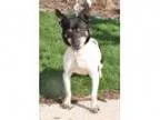 Adopt Jac a Jack Russell Terrier