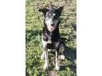 Adopt Joanna a Black - with Brown Red Golden Orange or Chestnut 