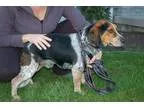 Adopt Stanley a Black - with Brown Red Golden Orange or Chestnut