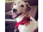 Adopt David a Jack Russell Terrier