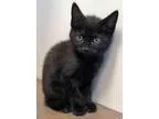 Adopt ADOPTED Chris (Oswego) a Domestic Medium Hair