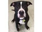 Adopt Chuck a Labrador Retriever Shepherd