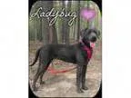 Adopt Ladybug (Pom-js) a BrownChocolate - with White Weimaraner