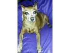 Adopt Annabelle a RedGoldenOrangeCh estnut Miniature Pinscher  M