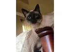 Adopt Tao a Siamese