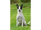 Adopt Eva Mendes a White - with Black Terrier (Unknown Type