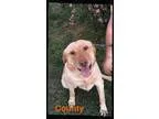 Adopt County a TanYellowFawn Labrador Retriever  Mixed dog in Ol