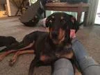 Adopt Harry a Doberman Pinscher Australian Cattle Dog (Blue Heel