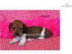 Milly-Adorable RedWhite Mini Dachshund Puppy