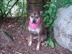 Adopt Ginger a Pit Bull Terrier