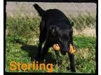 Adopt Sterling a Black German Shepherd Dog  Mixed dog in Old Say