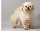 Adopt ROCKY a Cockapoo  Mixed dog in Pt. Richmond CA (15302442)