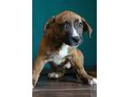 Adopt Ashlyn a Brindle - with White Beagle  Mixed dog in Waldorf