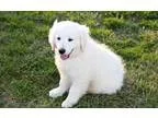 %%%and%andGolden Retriever Puppies For Sale%%andand