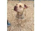 Adopt Abe a Pit Bull Terrier