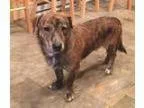Adopt Russell a Corgi Jack Russell Terrier (Parson Russell Terri