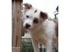 Hero Bichon Frise