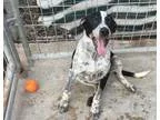 Adopt Marvel a Australian Cattle Dog (Blue Heeler) Pointer