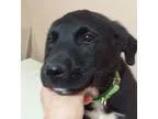 Adopt Boomer a Black - with White Flat-Coated Retriever  Mixed d