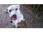 Adopt Comanche a White Labrador Retriever  Mixed dog in Williams