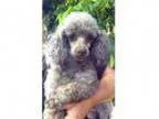 Adopt Scruffy a Labrador Retriever