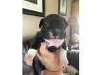 Adopt Ebbet a Black - with White American Pit Bull Terrier  Mixe