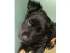 Adopt Jake a Shepherd Rottweiler