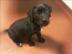 Adopt Parker a Labrador Retriever  American Pit Bull Terrier  Mi