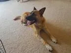 Adopt Geno a German Shepherd Dog