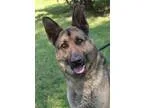 Adopt Austin a German Shepherd Dog