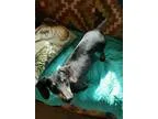 Adopt Diego a Black - with Tan Yellow or Fawn Dachshund  Mixed d